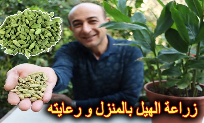 طريقة زراعة الهيل في المنزل