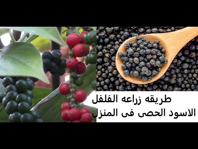 زراعة الفلفل الاسود في البيت