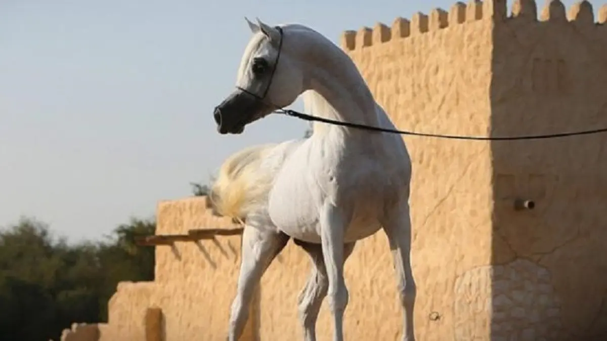 اسماء خيول عربية جميلة عند البدو +50 اسم خيل عربي أصيل