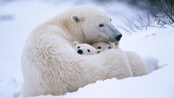 بحث عن الدب القطبي وكيف يعيش وهل انقرض؟