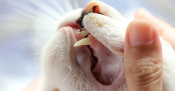 عمر القط من أسنانه